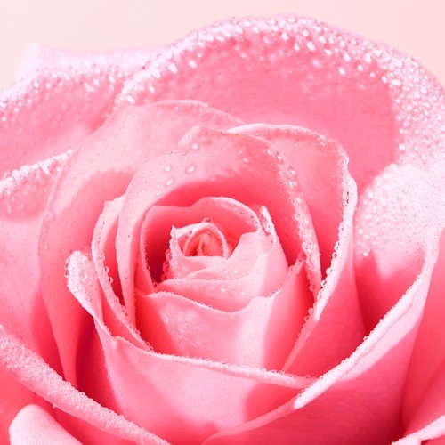Zdjęcie produktu - 3 Nuxe Very Rose Woda zapachowa perfumy, 100 ml
