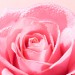 Zdjęcie produktu - #3 Nuxe Very Rose Woda zapachowa perfumy, 100 ml