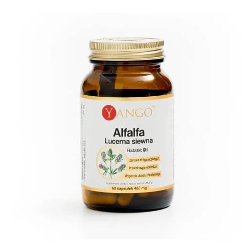 Zdjęcie produktu - Yango Alfalfa Lucerna siewna, 60 kaps.